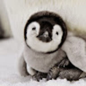 Meet your Posher, Myla